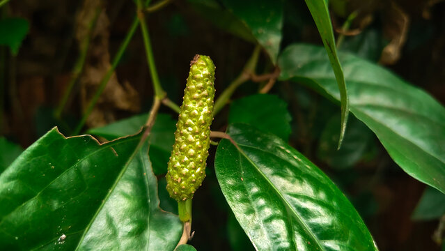 Unripe green Indonesian long pepper or Cabe Jawa in a tropical garden, cultivated for herbal medicine