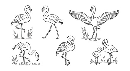 Flamingo Illustrations Black Line Art On White Background © Nayem