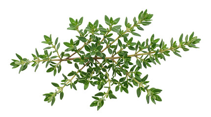 Obraz premium Fresh Organic Thyme Sprig Green Leaves Culinary Herb Ingredient