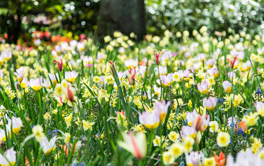 Spring meadow flowers in full afternoon sun © Eugene