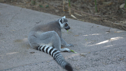 Fototapeta premium Ring-Tailed Lemur Sitting on Concrete Path Eating a Green Leaf