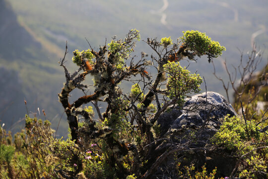 Photo of  isolated vegetation on top of Table Mountain in Cape Town, South Africa, showing warm tones during afternoon Golden hour. 