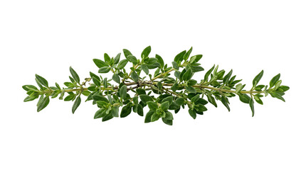 Obraz premium Fresh Thyme Sprig, Vibrant Green Aromatic Herb, Isolated on Transparent Background