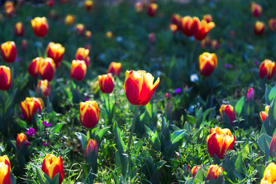 Tulips glowing in Australian afternoon sun.