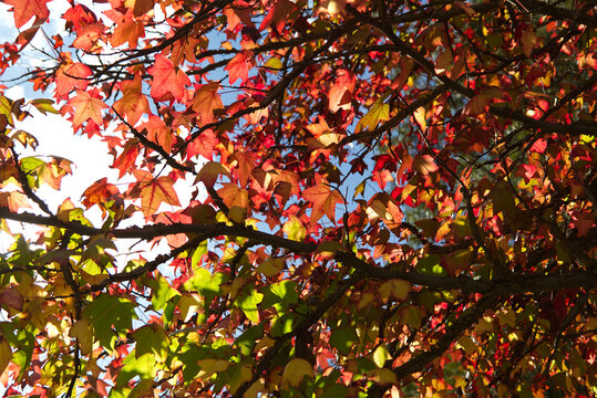 Maple leaves glowing in autumn afternoon sun