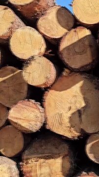 Stacked logs at a lumber yard showing recent cuts and natural wood patterns under bright sunlight in the afternoon