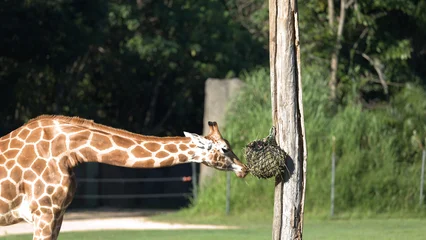 Reticulated Giraffe Stretching Neck to Eat from a Hanging Hay Net © blueringmedia
