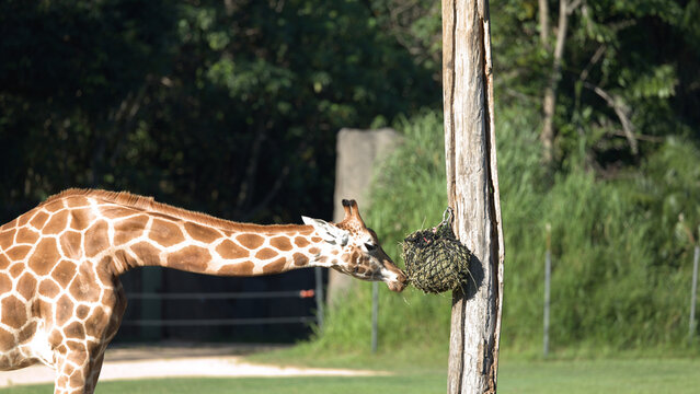 Reticulated Giraffe Stretching Neck to Eat from a Hanging Hay Net