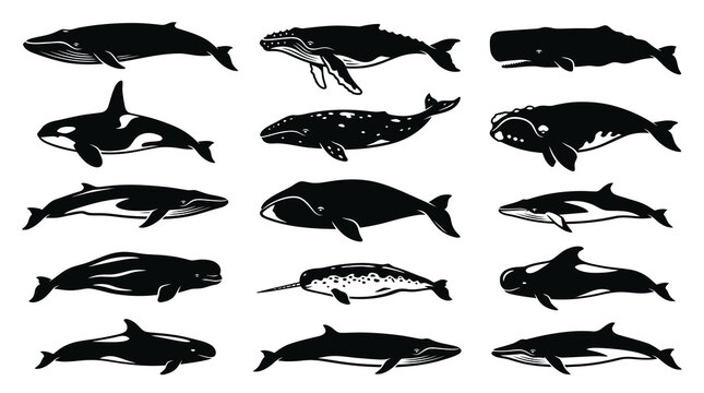 Black  White Whale and Dolphin Vector Icons Set, Marine Mammal Silhouette Art