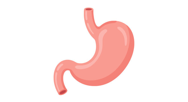 Illustration Human Stomach Organ Anatomy Medical.