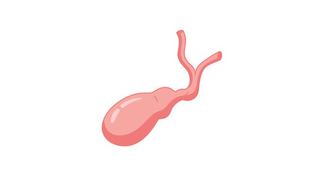 Illustration Of Human Sperm Cell Structure.