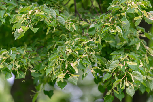 Close-up of green leafy tree branches with samara seeds in spring light