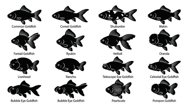 Goldfish Breeds Vector Silhouettes Collection. Detailed Black and White Glyphs for Aquatic Pet Care.