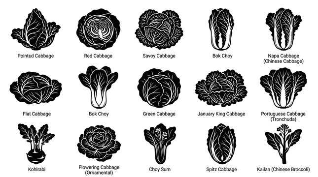 Black and White Line Art Collection of Various Cabbages and Leafy Vegetables