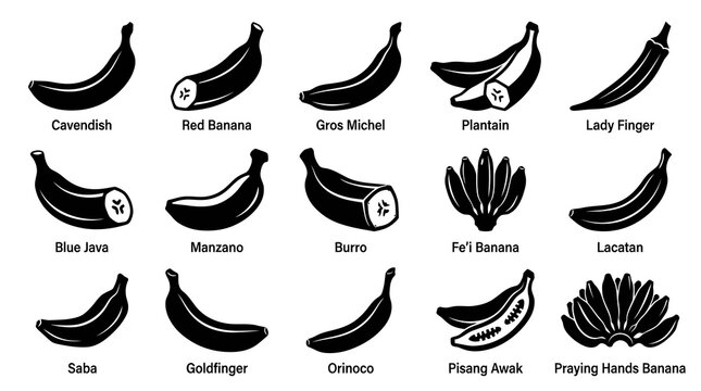 Diverse Banana Varieties Vector Icon Set for Food and Agriculture - Black and White Glyph Style