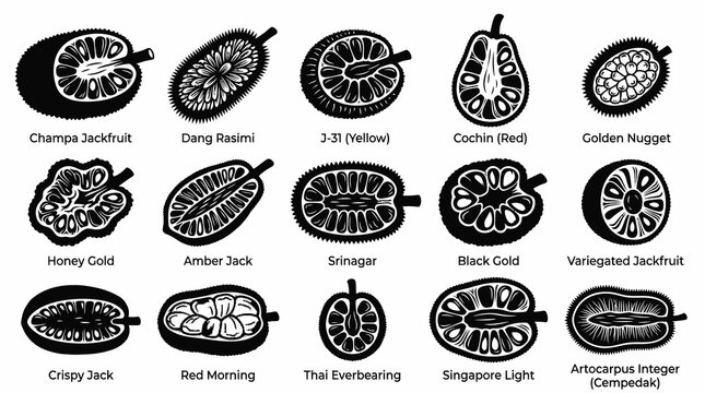 Black and White Line Art of Diverse Jackfruit Varieties and Cross-Sections