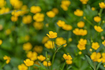 Obraz premium Close-up of yellow buttercup flowers in green meadow with shallow depth of field