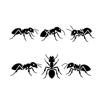 PNG Silhouettes of various ants