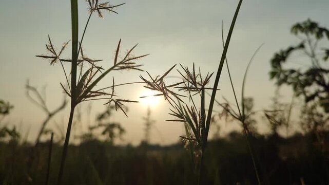 Cyperus rotundus growing under warm evening sunlight, highlighting natural grass-like foliage in a tropical outdoor setting.