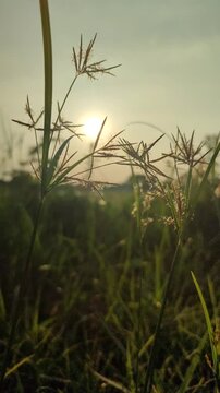 Cyperus rotundus growing under warm evening sunlight, highlighting natural grass-like foliage in a tropical outdoor setting.