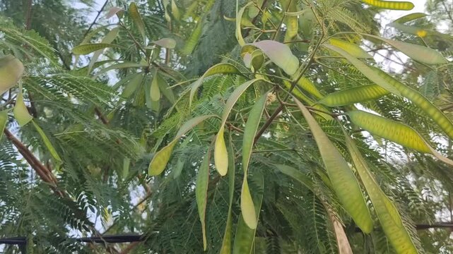 Leucaena leucocephala tree with green leaves and seed pods, showing tropical multipurpose plant in natural environment.