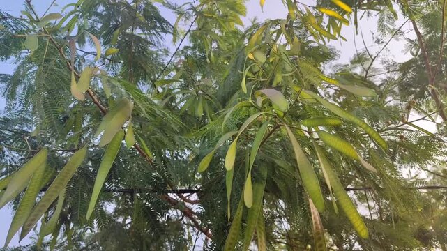Leucaena leucocephala tree with green leaves and seed pods, showing tropical multipurpose plant in natural environment.