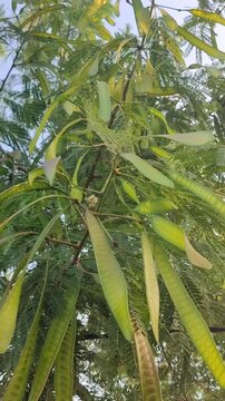 Leucaena leucocephala tree with green leaves and seed pods, showing tropical multipurpose plant in natural environment.
