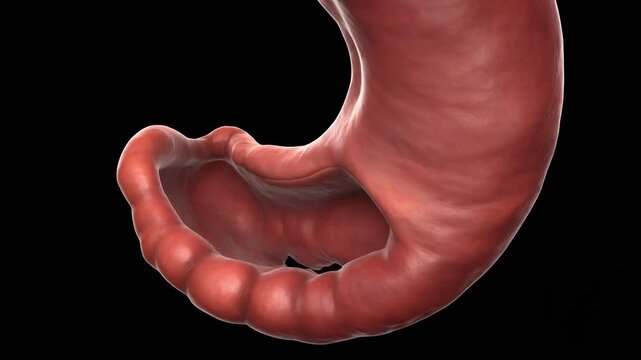Human Stomach Anatomy Closeup Views.
