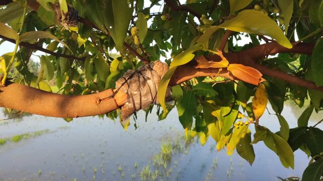 Simple air layering technique on wax apple tree branch, showing traditional vegetative propagation method for home gardening.