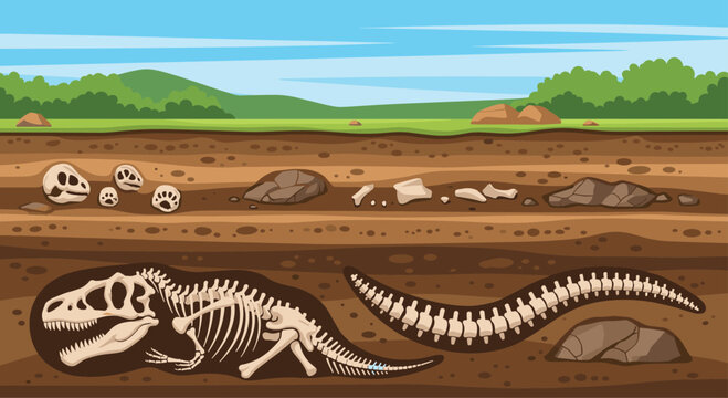 Educational cross section of the earth showing dinosaur skeletons and fossils buried in deep layers of soil and rock.