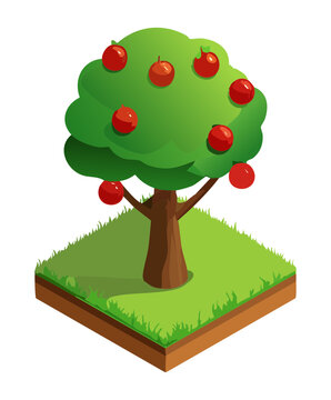 Isometric single apple tree bearing ripe red fruits on a square green grass plot for orchard garden design element vector