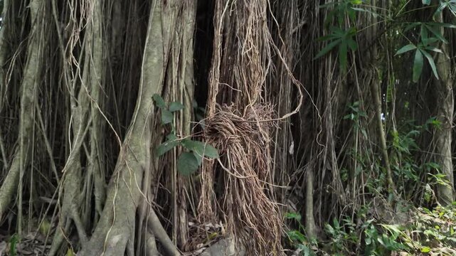 A close-up horizontal tracking shot showing a dense wall of stringy banyan tree hanging roots and brown vines clumping together. 