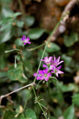 Obraz premium Vibrant pink purple wild flowers sprouting on a branch in the middle of a forest or field