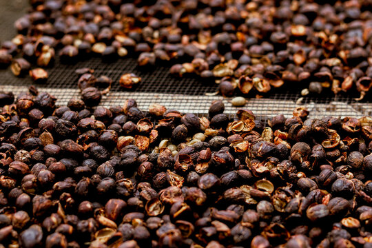 Scattered freshly roasted excelsa coffee beans