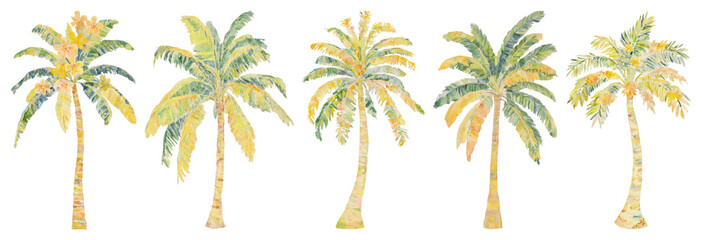 Obraz premium PNG Tropical watercolor palm trees, transparent background