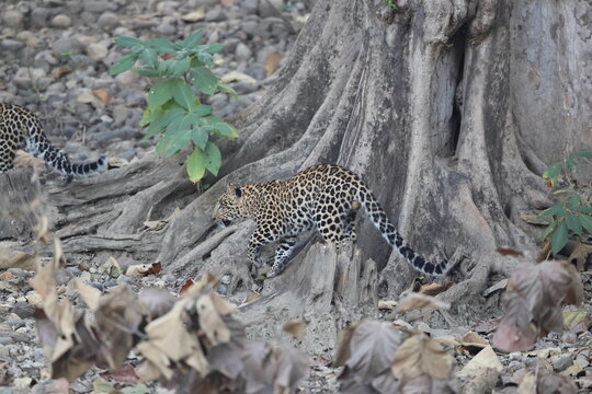 The Indian leopard (Panthera pardus fusca) is a subspecies of the leopard (P. pardus). It is widely distributed on the Indian subcontinent.