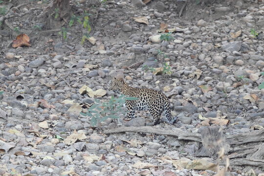 The Indian leopard (Panthera pardus fusca) is a subspecies of the leopard (P. pardus). It is widely distributed on the Indian subcontinent.