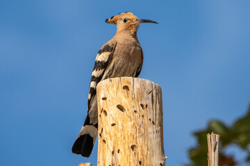 Hoopoe. © pityke70