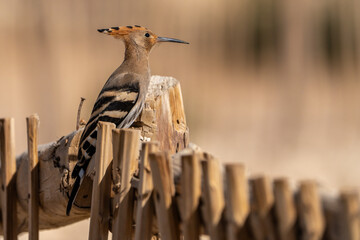Hoopoe. © pityke70