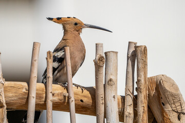 Hoopoe. © pityke70