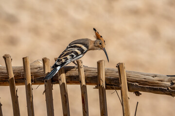 Hoopoe. © pityke70