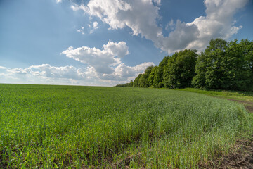 Fototapeta premium Sunny green meadow with wildflowers and distant treeline under blue sky