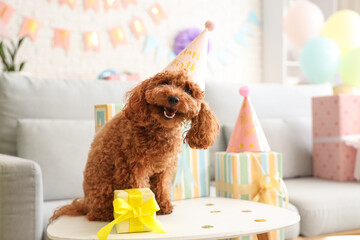 Obraz premium Cute Toy Poodle dog with party hat and gift sitting on table in festive living room