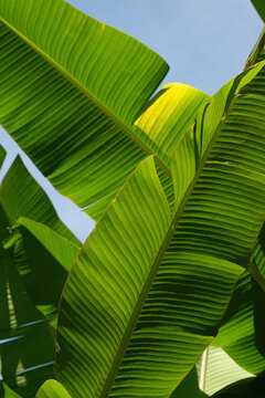 Close up of backlit bright green banana leaves showing detailed natural vein patterns against blue sky