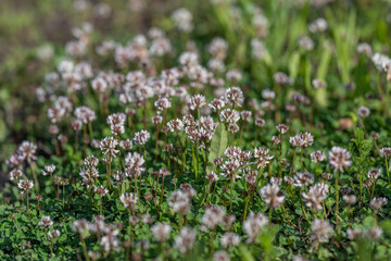 Obraz premium Field of small pink clover flowers in soft sunlight
