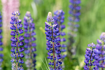 Fototapeta premium Close-up of purple lupine flower spikes in a sunlit meadow