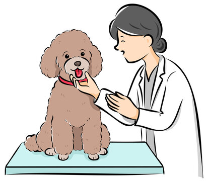 HPやカタログで使いやすい動物病院で診察を受ける犬（プードル）のベクターイラスト