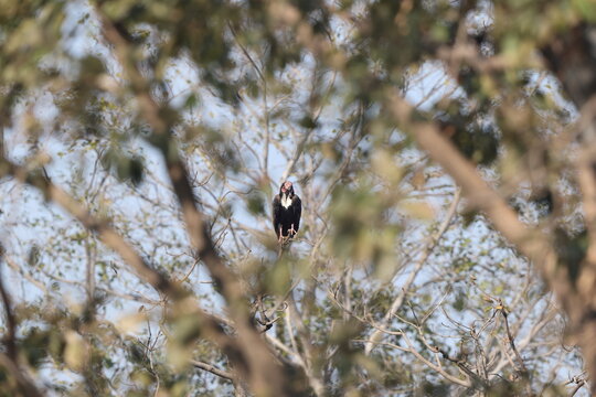 Red-headed vulture (Sarcogyps calvus), also known as the Asian king vulture, Indian black vulture or Pondicherry vulture,is an Old World vulture mainly found in the Indian subcontinent.