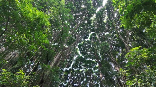 A low angle vertical tilt up camera shot tracking massive, long hanging roots of a majestic giant banyan tree.