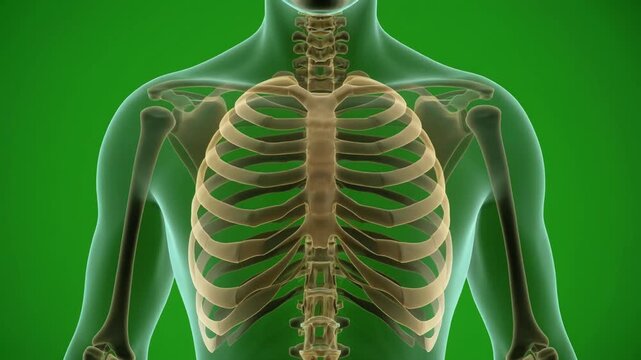 Human Skeleton Anatomy 3D Rendering.